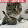 随机宝可梦对战 重铸1.21.1
